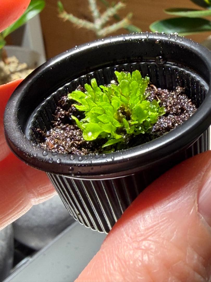 P.ridleyi リドレイ 前葉体 胞子体 ビカクシダ 43 - メルカリ