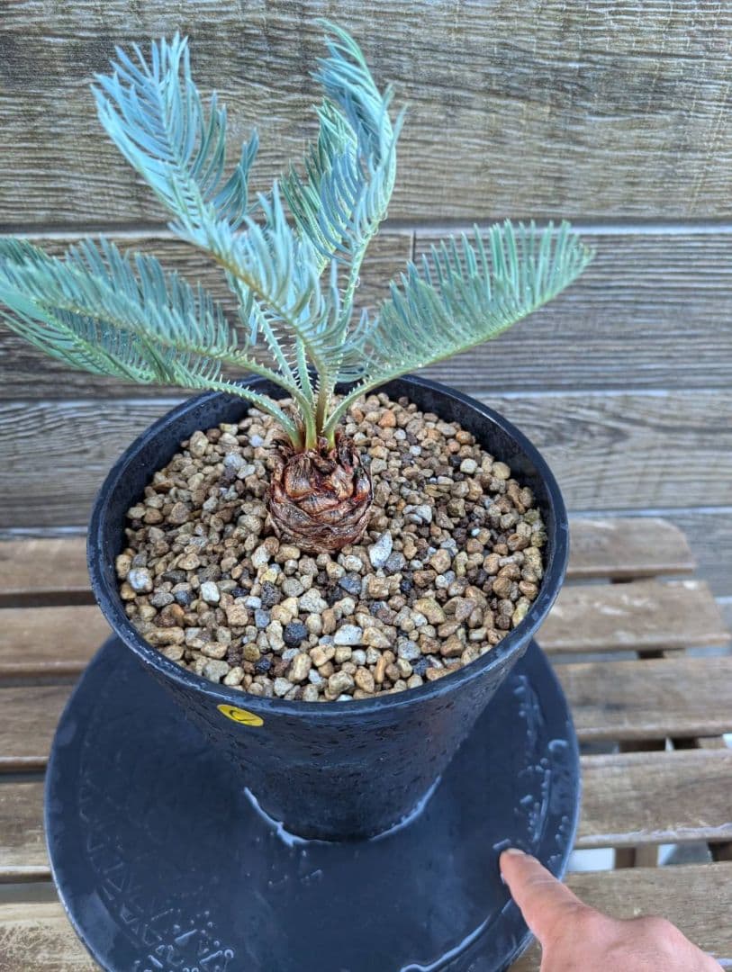 ベストセレクション サイカス カイルンシアナ 当社最高級 スーパーブルードワーフ