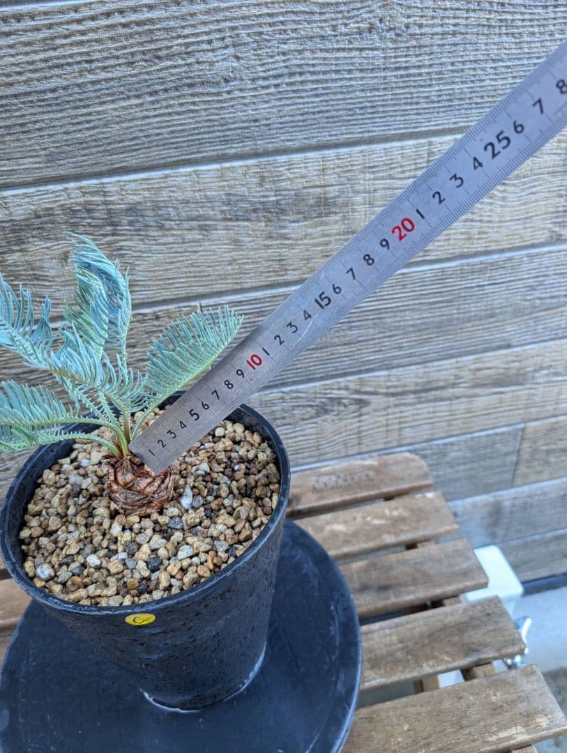 ベストセレクション サイカス カイルンシアナ 当社最高級 スーパーブルードワーフ