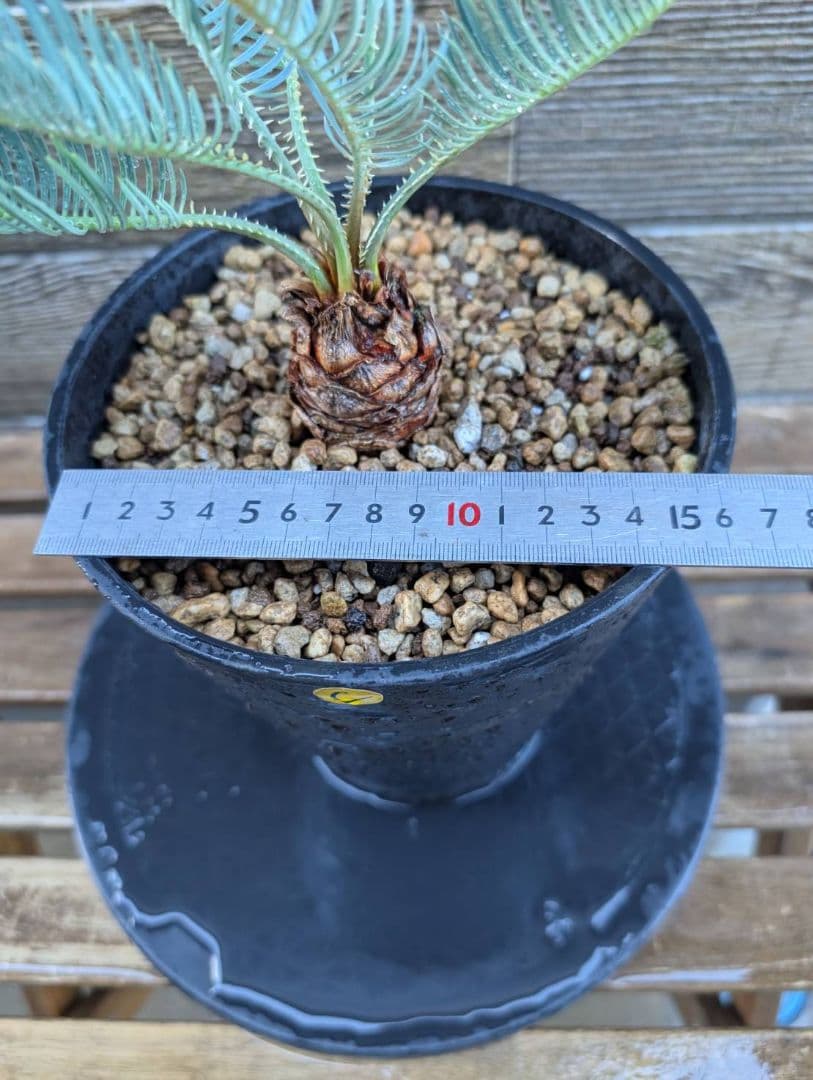 ベストセレクション サイカス カイルンシアナ 当社最高級 スーパーブルードワーフ