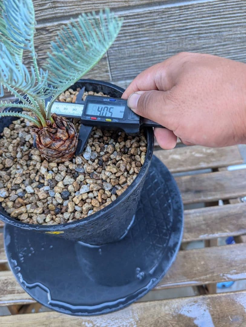 ベストセレクション サイカス カイルンシアナ 当社最高級 スーパーブルードワーフ