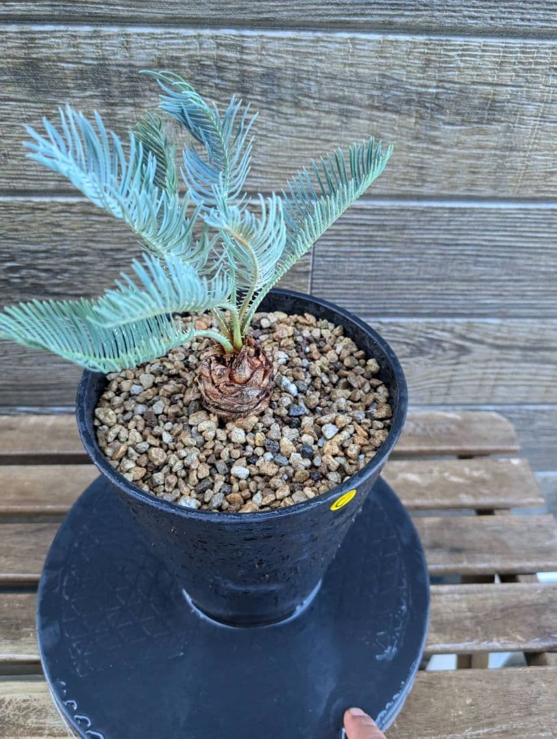 ベストセレクション サイカス カイルンシアナ 当社最高級 スーパーブルードワーフ