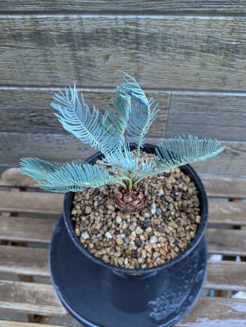 ベストセレクション サイカス カイルンシアナ 当社最高級 スーパーブルードワーフ