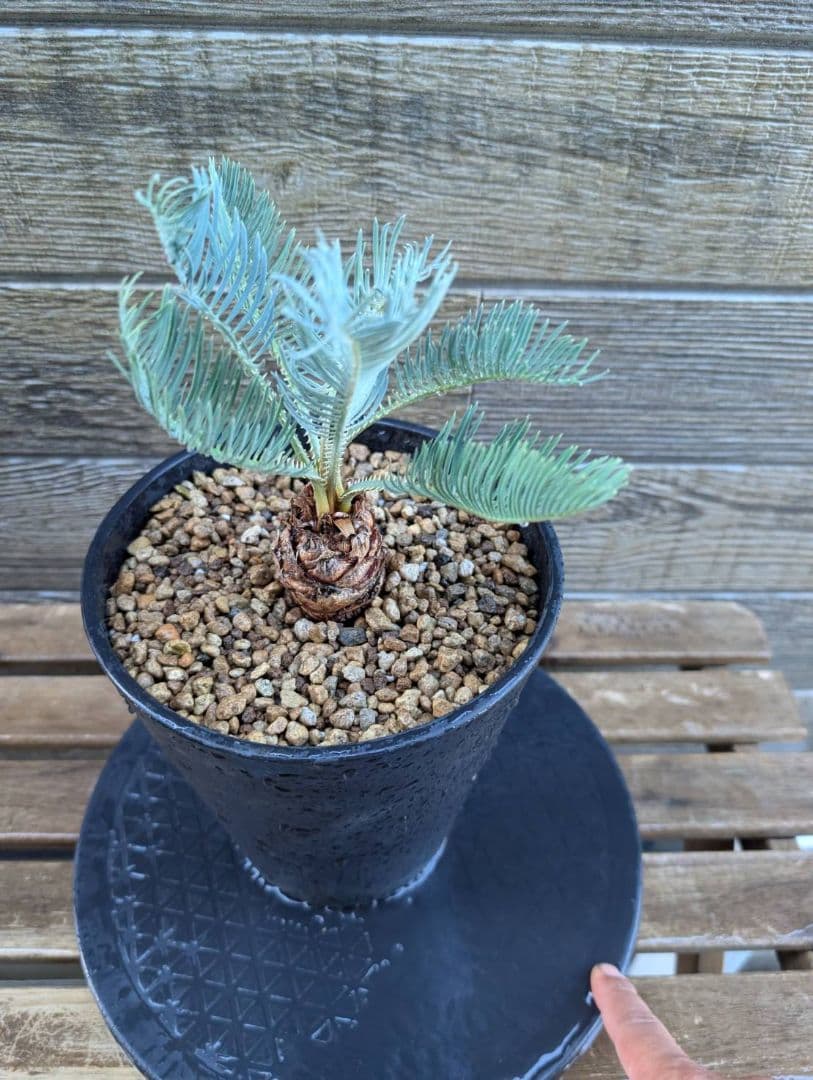 ベストセレクション サイカス カイルンシアナ 当社最高級 スーパーブルードワーフ