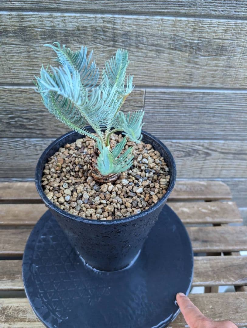 ベストセレクション サイカス カイルンシアナ 当社最高級 スーパーブルードワーフ