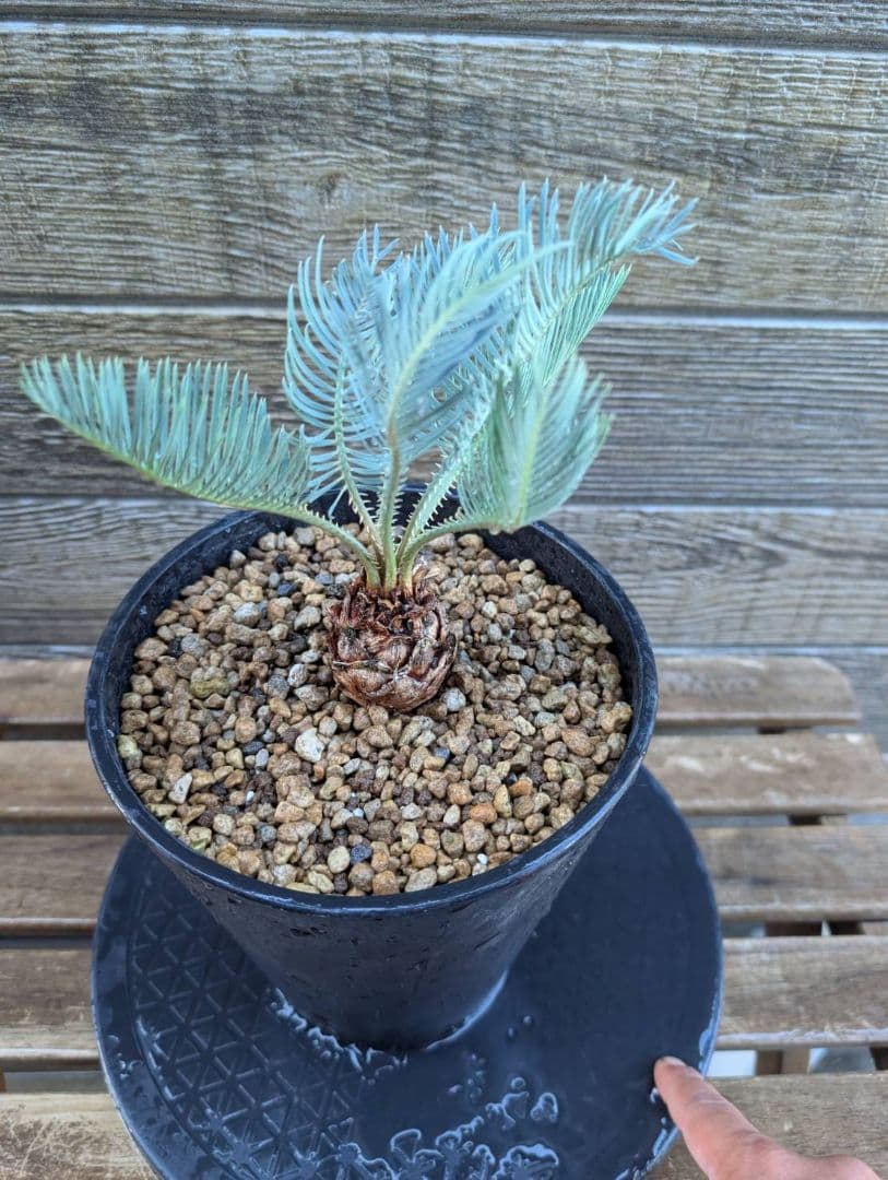 ベストセレクション サイカス カイルンシアナ 当社最高級 スーパーブルードワーフ