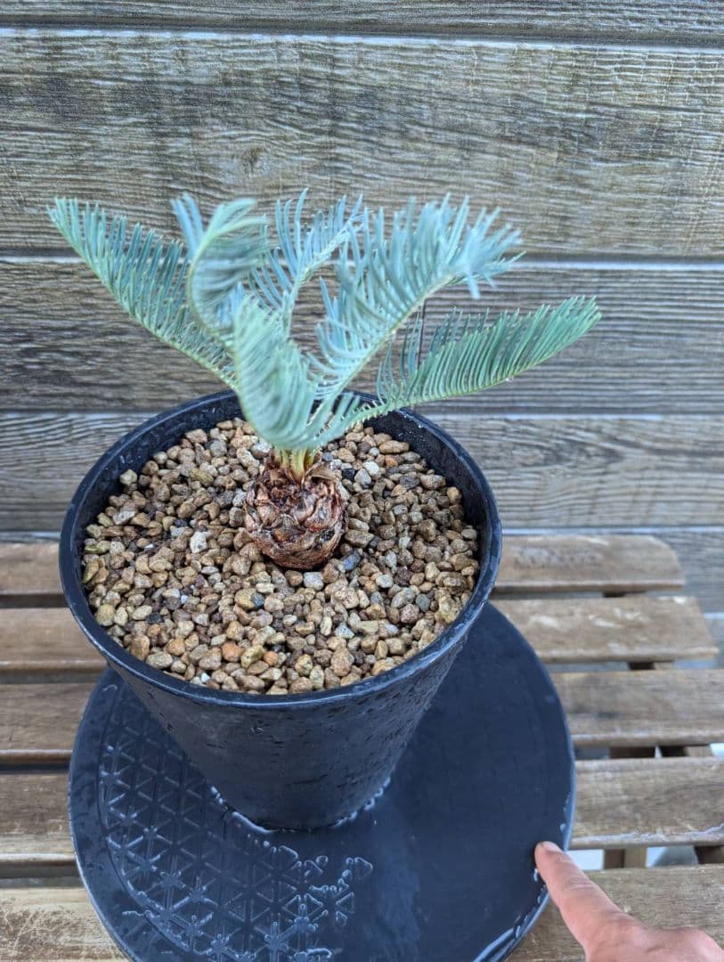 ベストセレクション サイカス カイルンシアナ 当社最高級 スーパーブルードワーフ