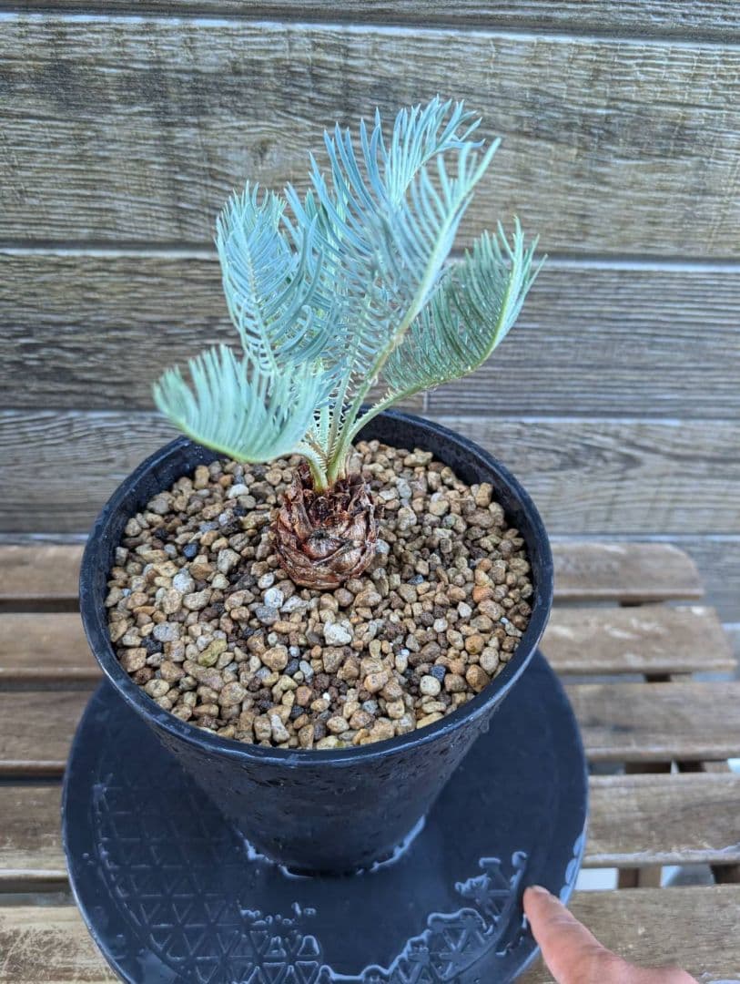 ベストセレクション サイカス カイルンシアナ 当社最高級 スーパーブルードワーフ