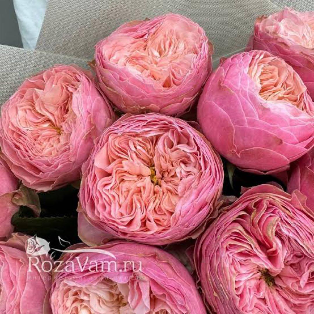 切り花品　レア薔薇