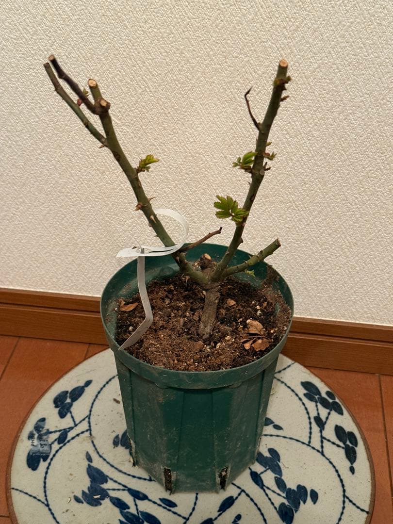 切り花品　レア薔薇