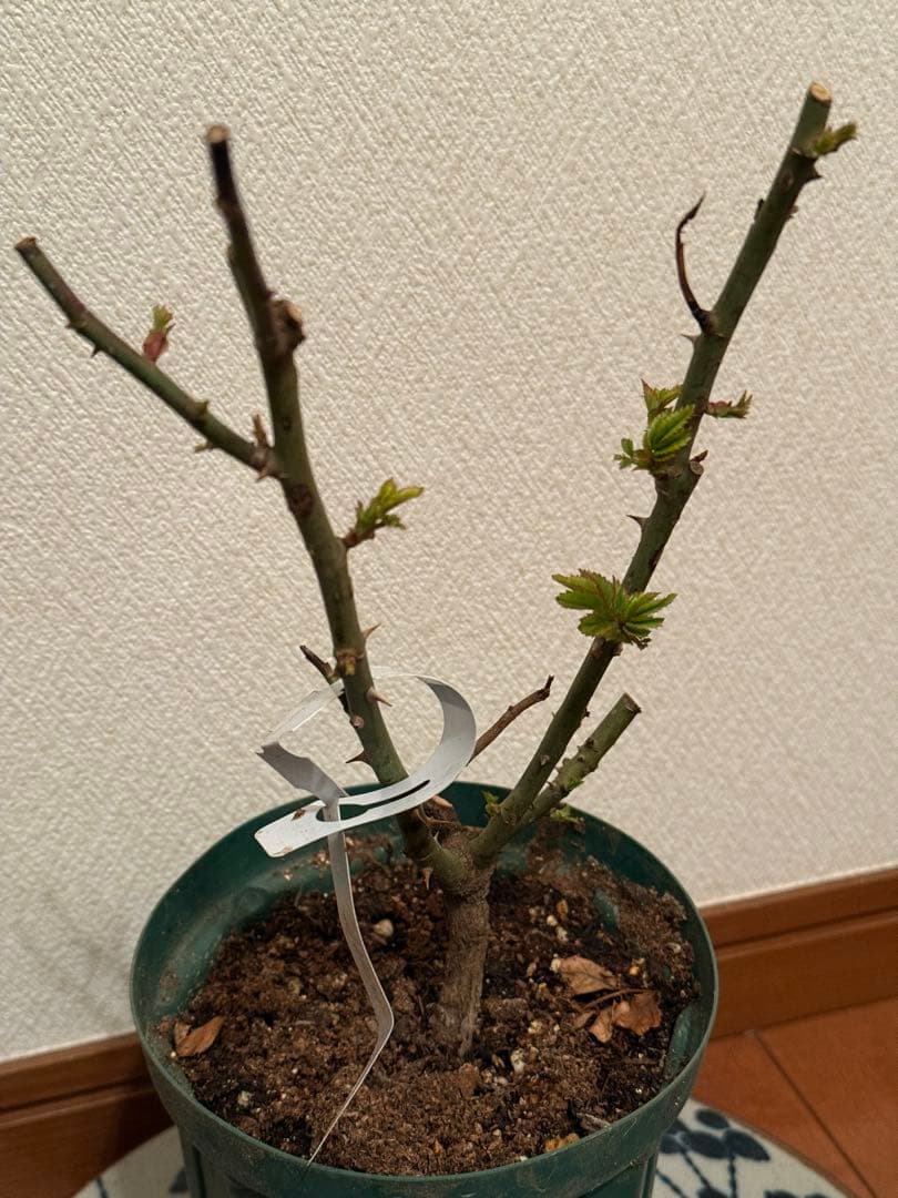 切り花品　レア薔薇