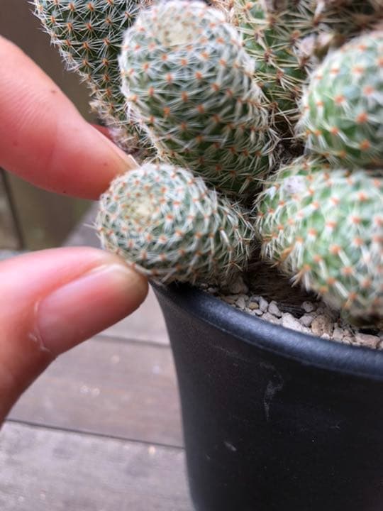 専用ページです！サボテン レブチア テレサエ♪1個 つぼみアリ