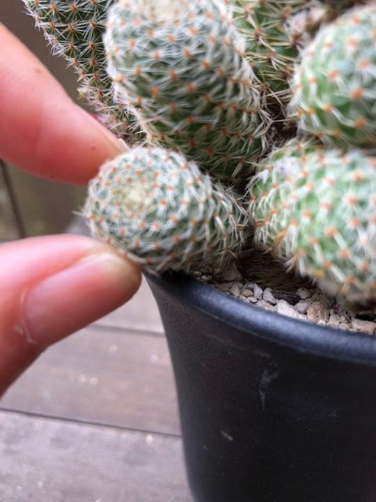 専用ページです！サボテン レブチア テレサエ♪1個 つぼみアリ