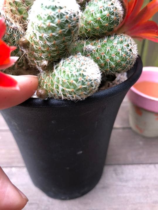 専用ページです！サボテン レブチア テレサエ♪1個 つぼみアリ