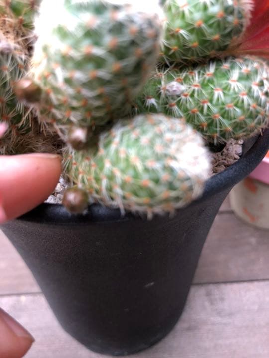 専用ページです！サボテン レブチア テレサエ♪1個 つぼみアリ