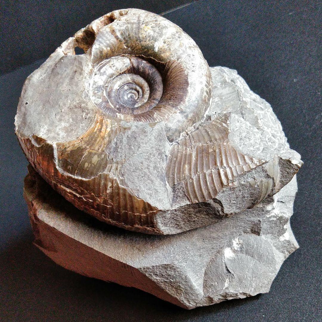 化石　骨格　標本　アンモナイト　穂別産
