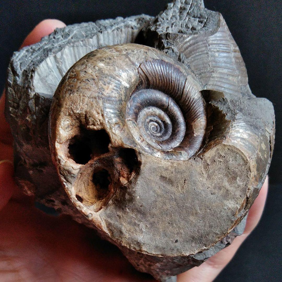 化石　骨格　標本　アンモナイト　穂別産