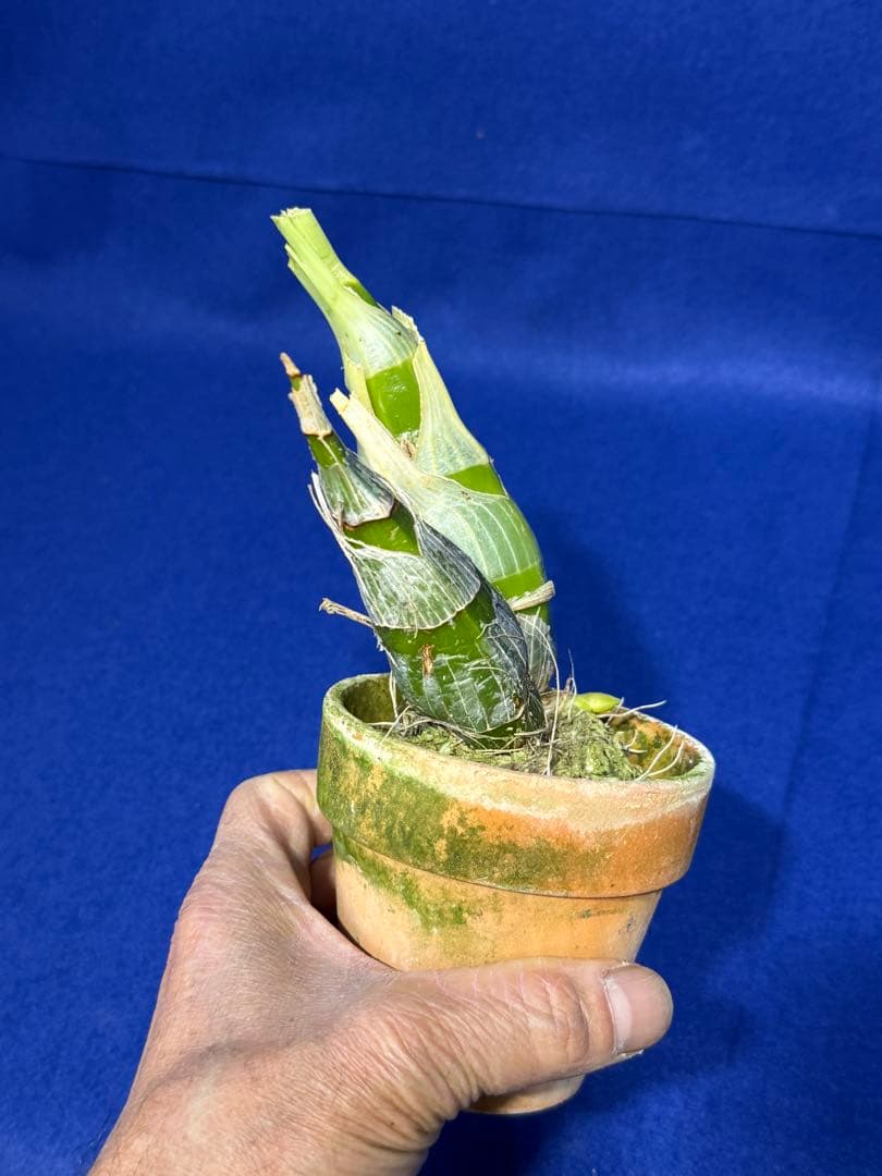 105 タケノコラン　Clowesia 'Queen knight'(OG)