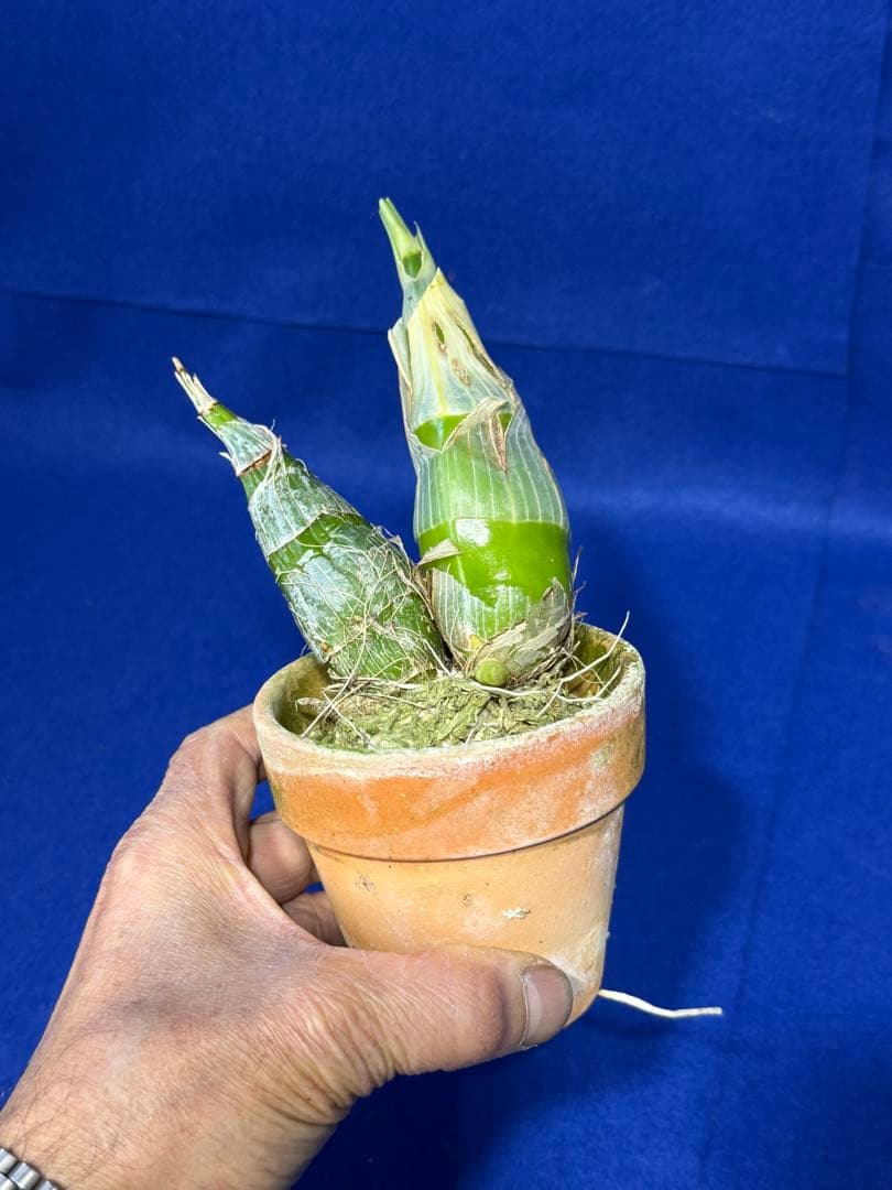 105 タケノコラン　Clowesia 'Queen knight'(OG)