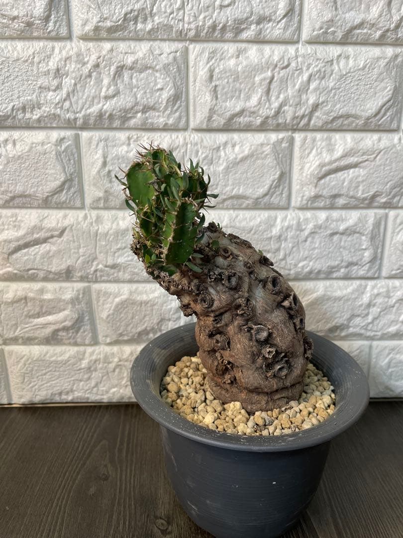 ユーフォルビアムランジーナ　現地株