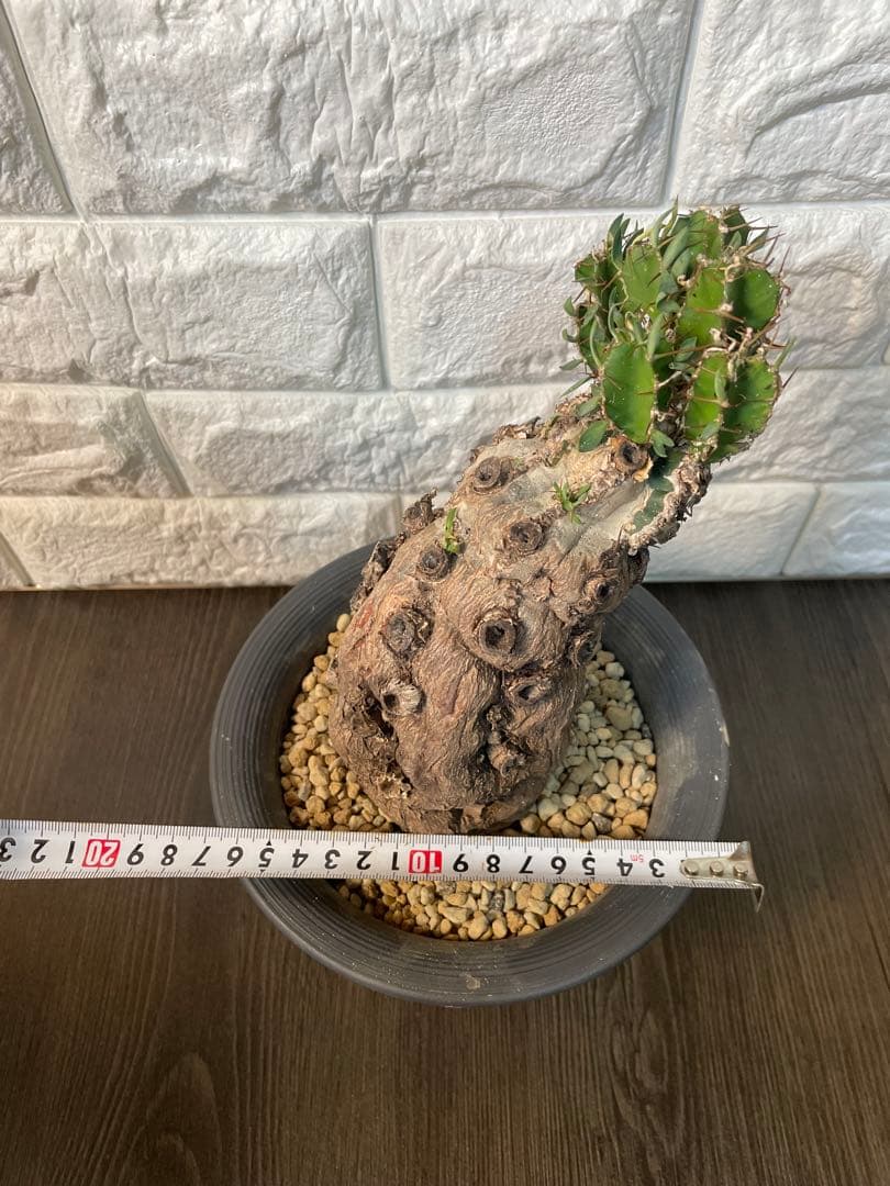 ユーフォルビアムランジーナ　現地株