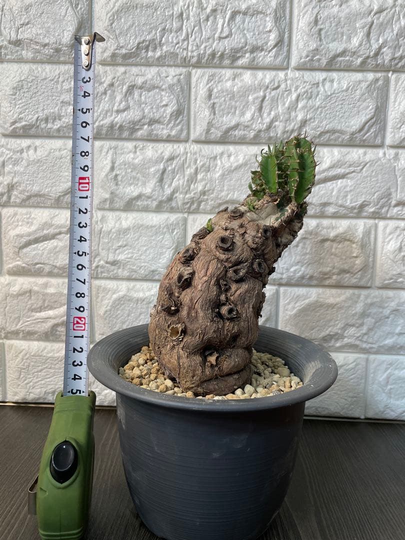 ユーフォルビアムランジーナ　現地株