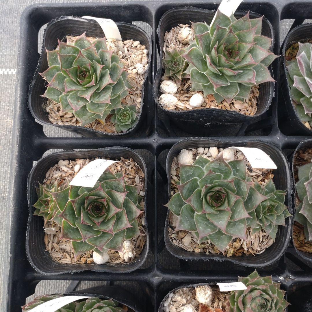 1ポット410円〜 センペルビウム26年1月 その1