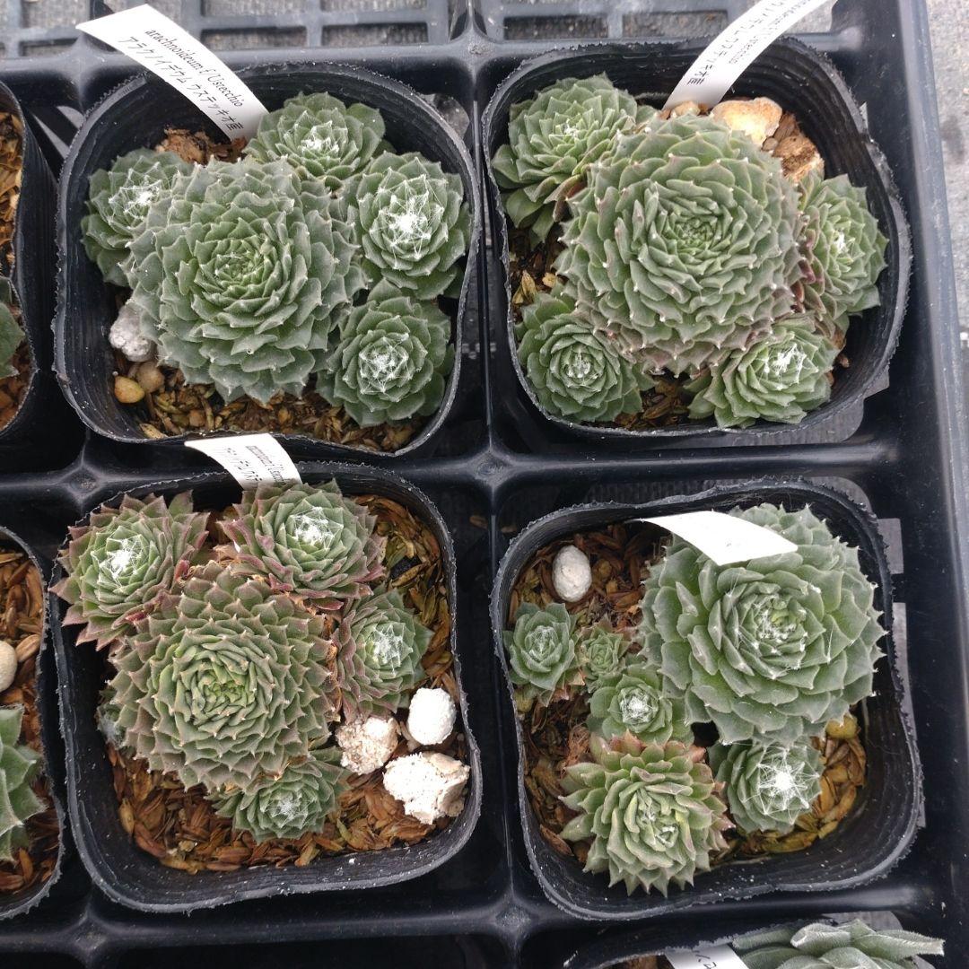 1ポット410円〜 センペルビウム26年1月 その1