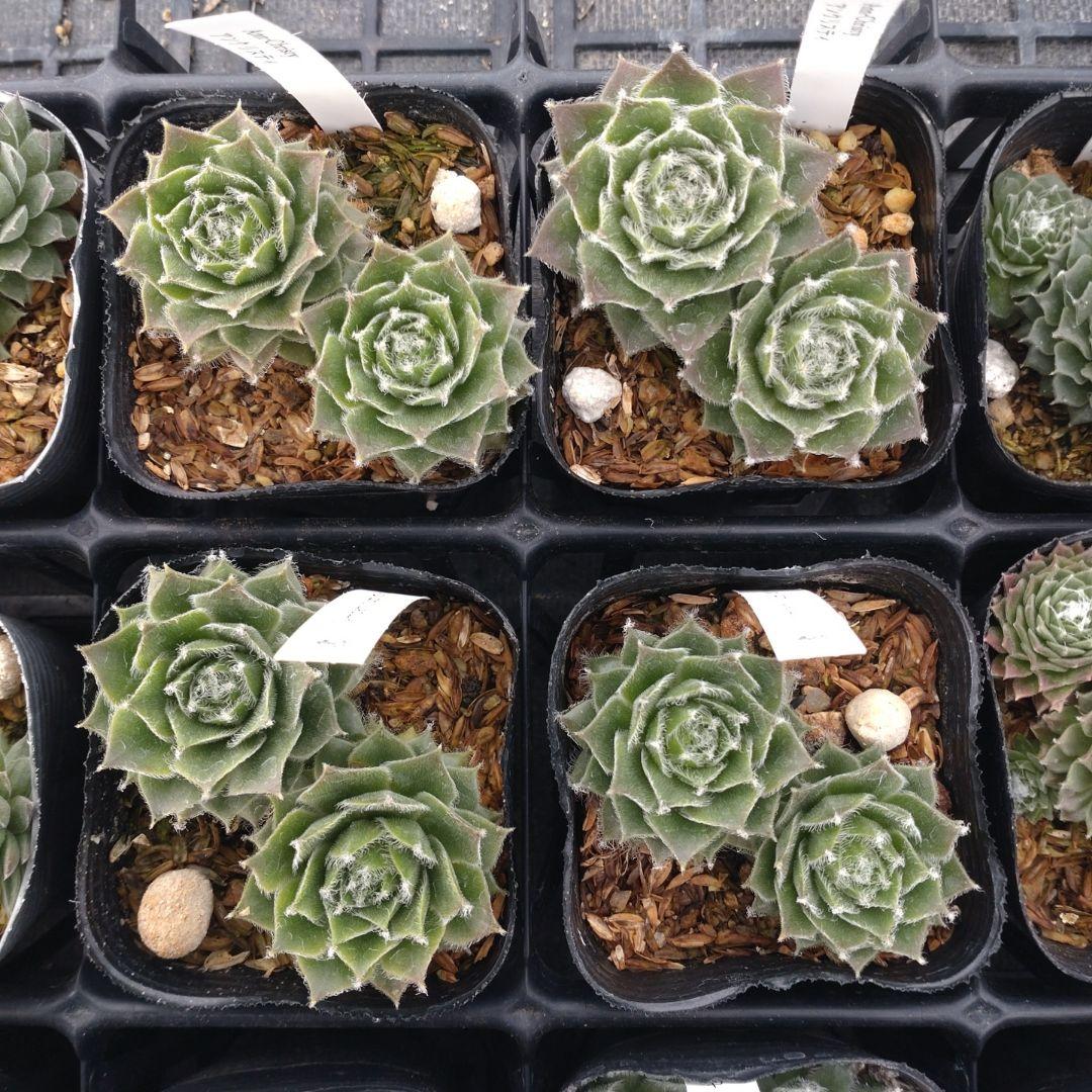 1ポット410円〜 センペルビウム26年1月 その1