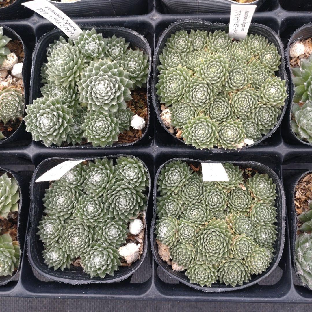 1ポット410円〜 センペルビウム26年1月 その1