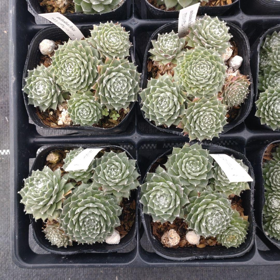 1ポット410円〜 センペルビウム26年1月 その1