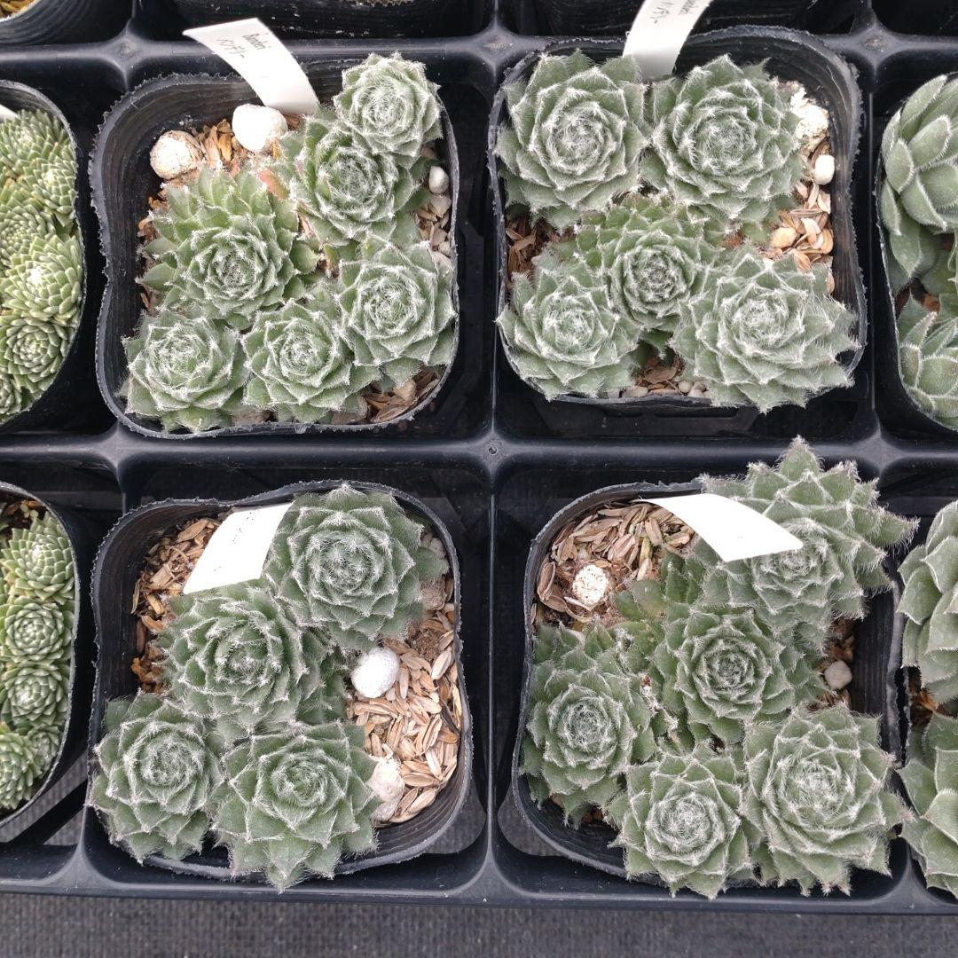 1ポット410円〜 センペルビウム26年1月 その1