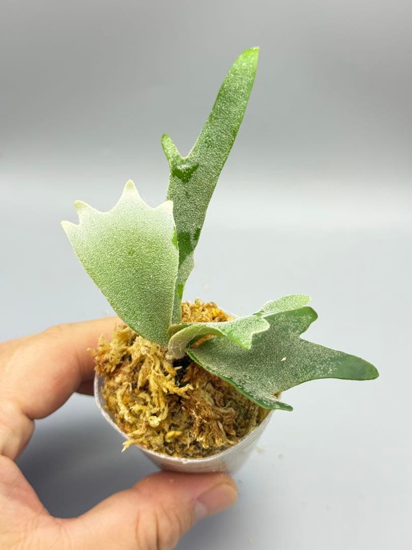 omoro様専用 ビカクシダP.Antler Crown spore (YMDS - メルカリ