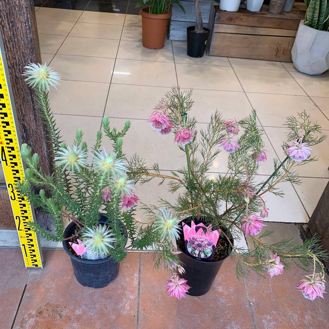 オージープランツ 2種セット