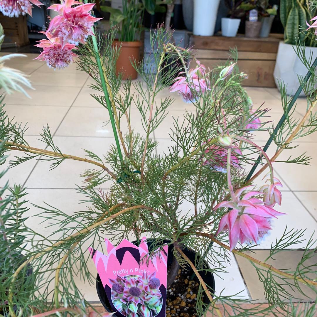 オージープランツ 2種セット