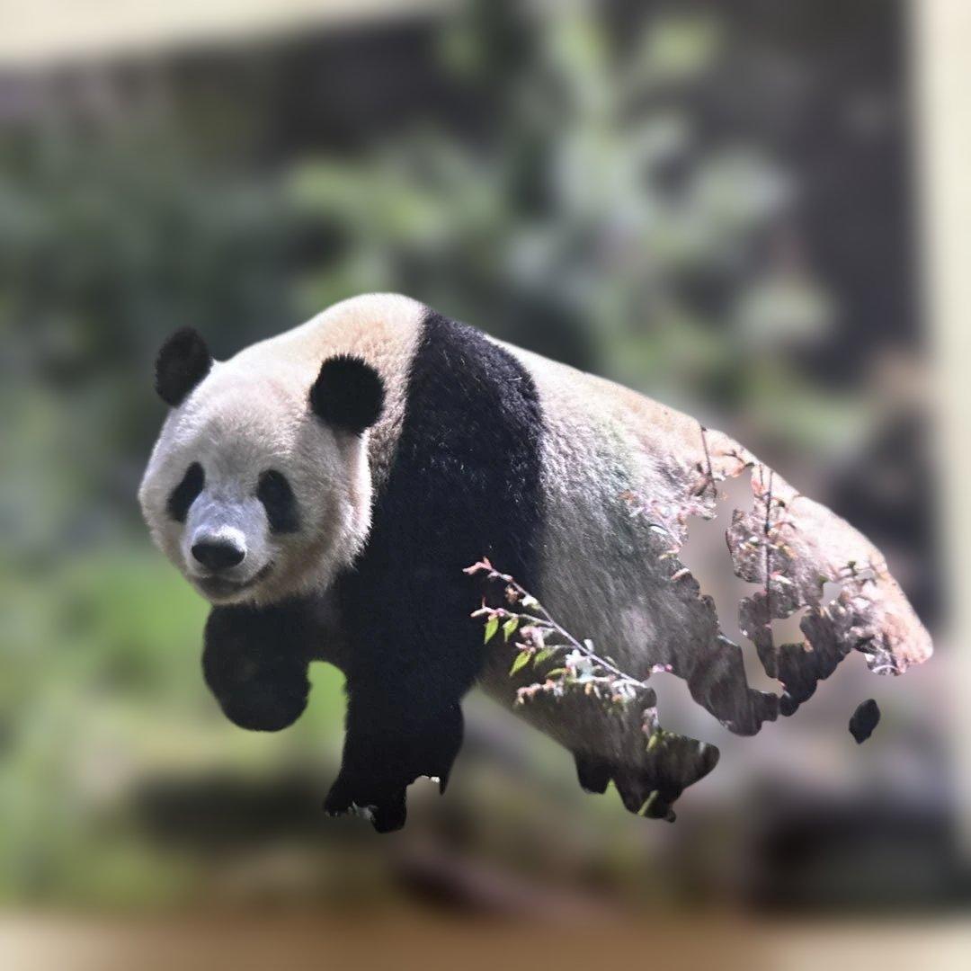 う*こ様 シャオシャオ レイレイ 思い出のポストカードセット 上野