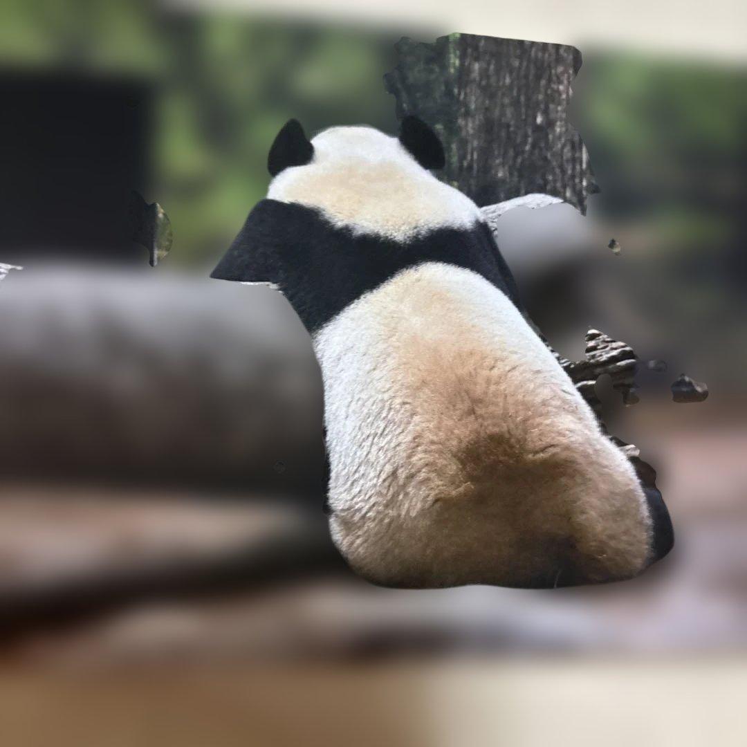 う*こ様 シャオシャオ レイレイ 思い出のポストカードセット 上野