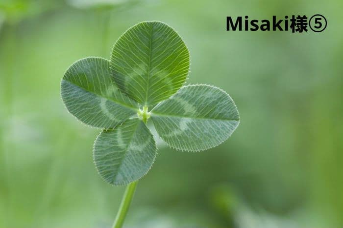 Misaki様パネル生地ご確認ページ⑤