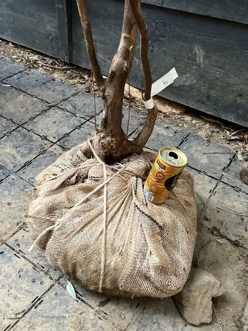 30 山採り シャラノキ - メルカリ