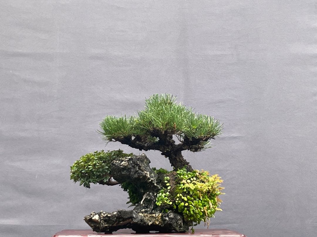 三河盆栽　石付き/寄せ植え　黒松　皐月　盆栽