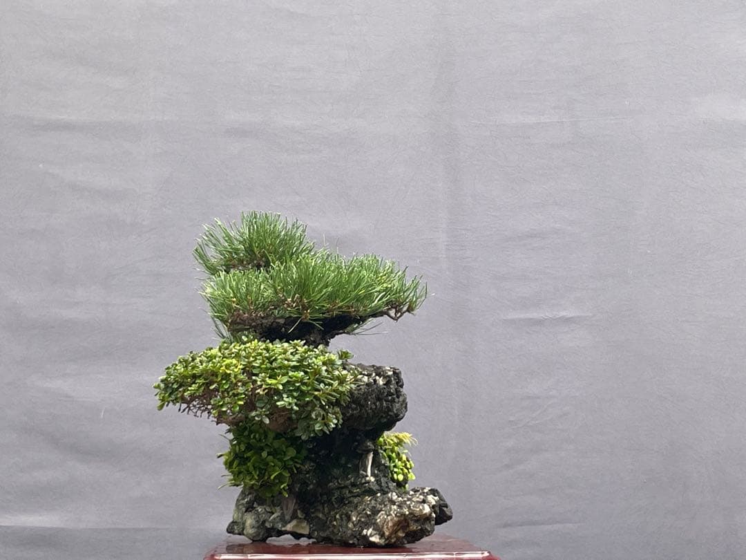 三河盆栽　石付き/寄せ植え　黒松　皐月　盆栽