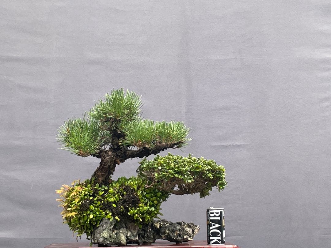 三河盆栽　石付き/寄せ植え　黒松　皐月　盆栽