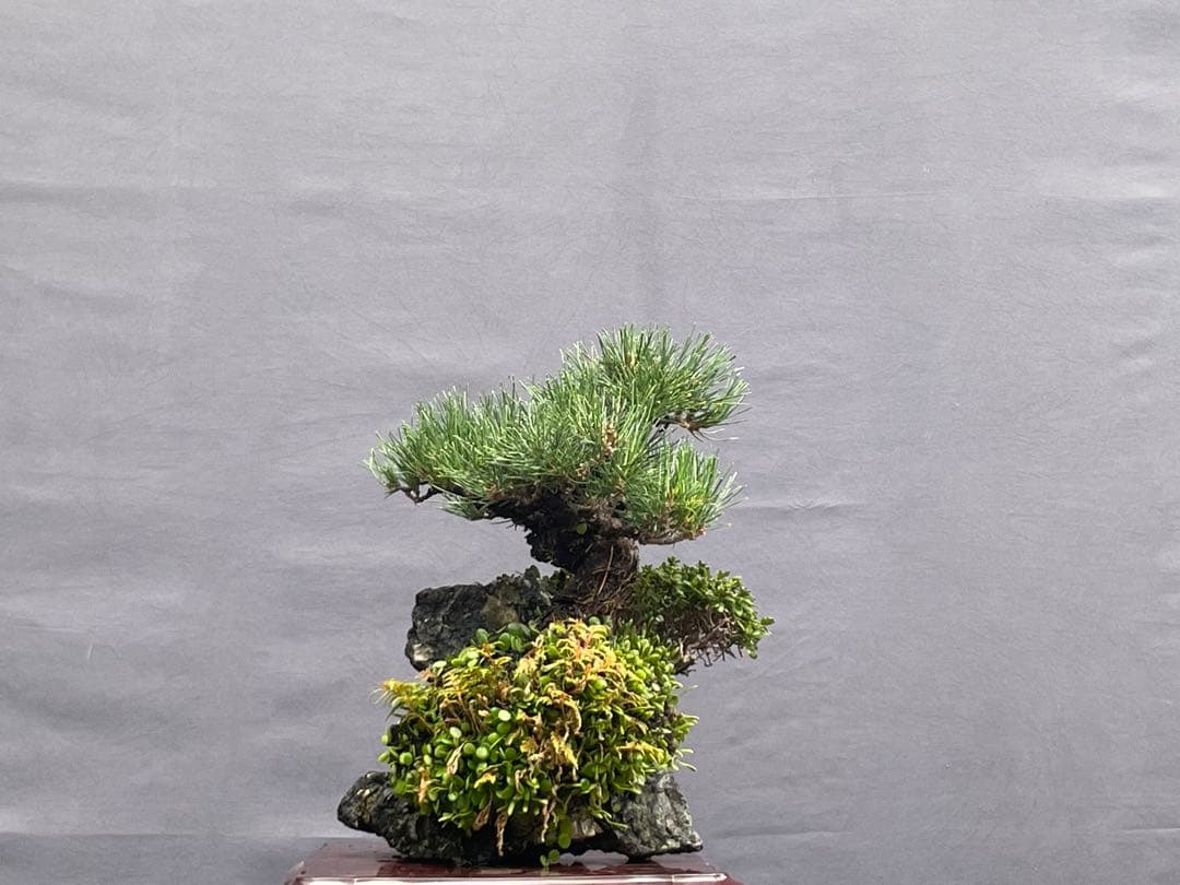 三河盆栽　石付き/寄せ植え　黒松　皐月　盆栽