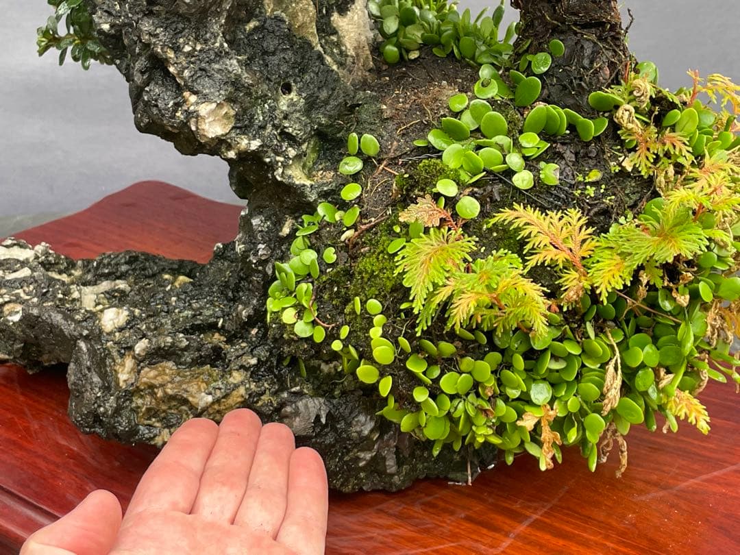 三河盆栽　石付き/寄せ植え　黒松　皐月　盆栽