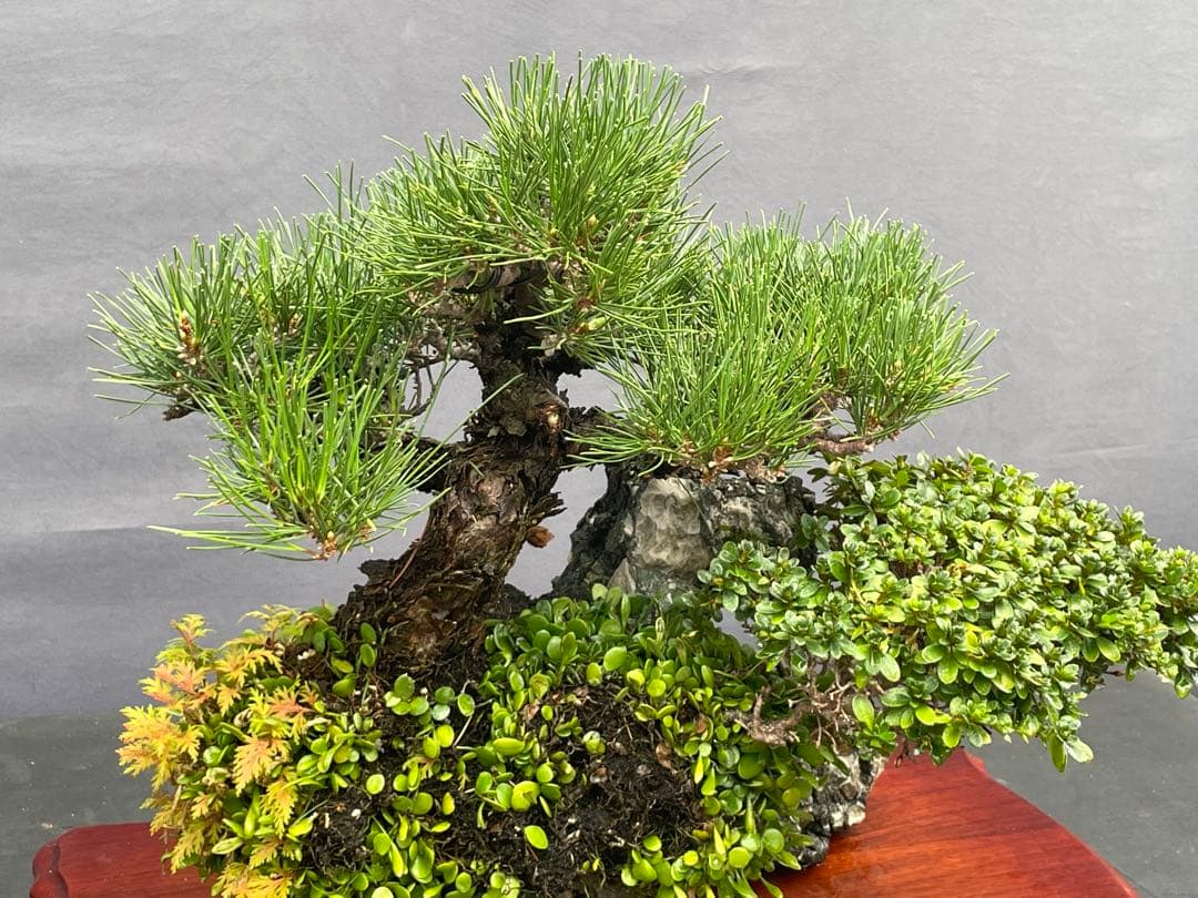 三河盆栽　石付き/寄せ植え　黒松　皐月　盆栽