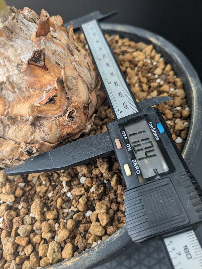 エンセファラルトス プリンセプス 特大 丸々 葉多数 送料無料