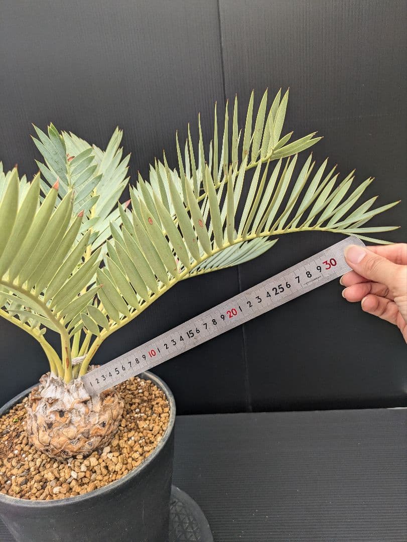 エンセファラルトス プリンセプス 特大 丸々 葉多数 送料無料