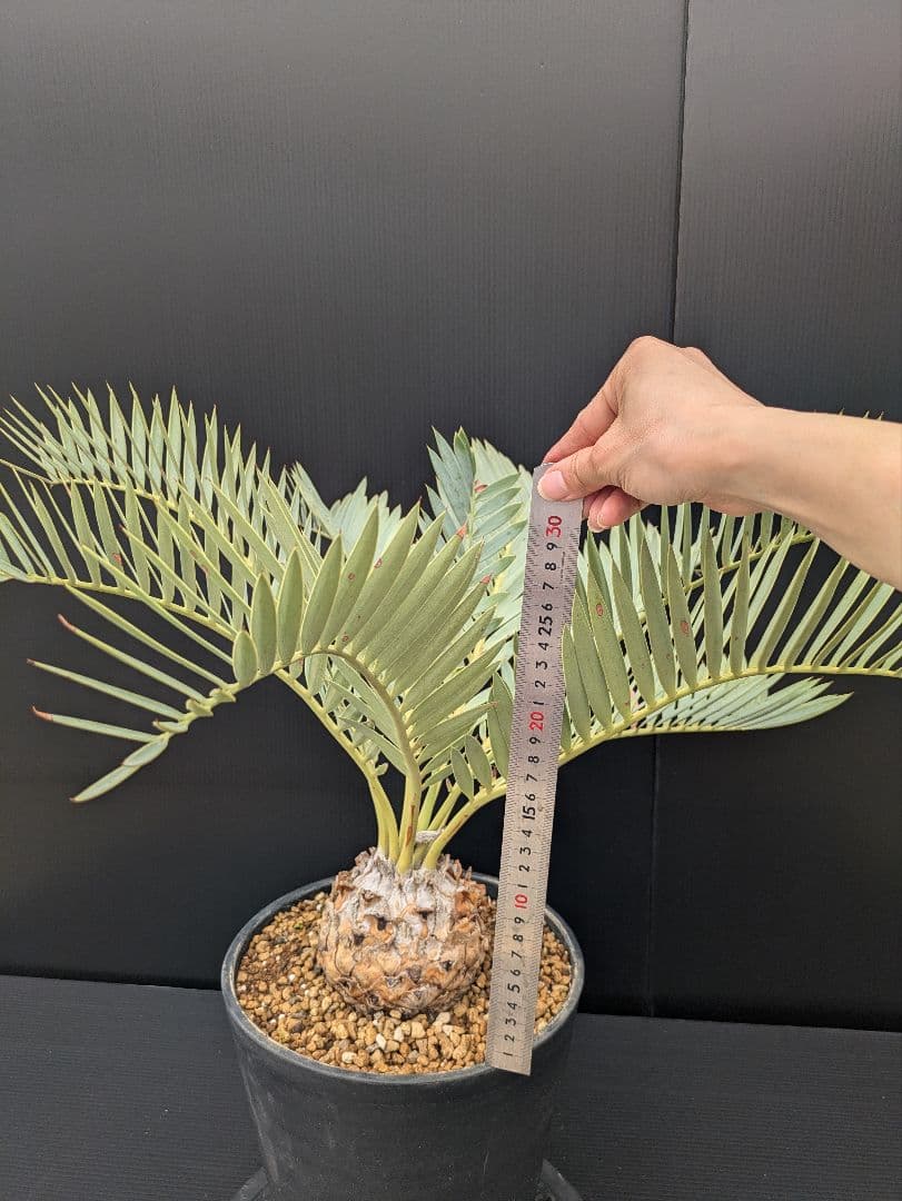 エンセファラルトス プリンセプス 特大 丸々 葉多数 送料無料