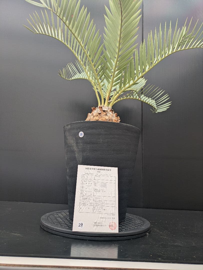 エンセファラルトス プリンセプス 特大 丸々 葉多数 送料無料