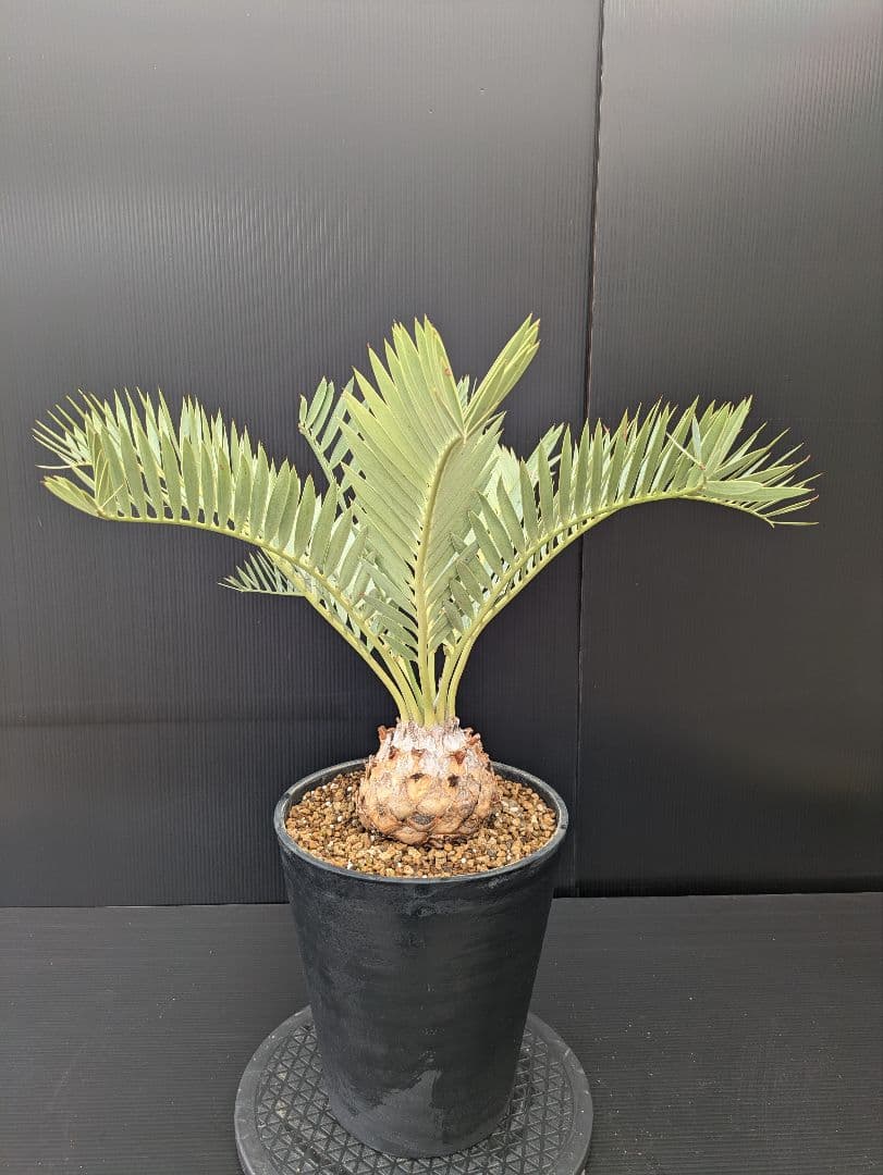 エンセファラルトス プリンセプス 特大 丸々 葉多数 送料無料